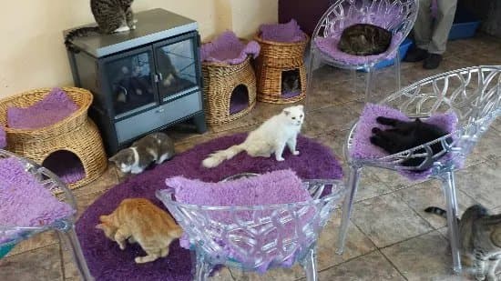 Mann Cat Sanctuary