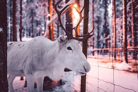 Santa's Pets Tallitontun Piha