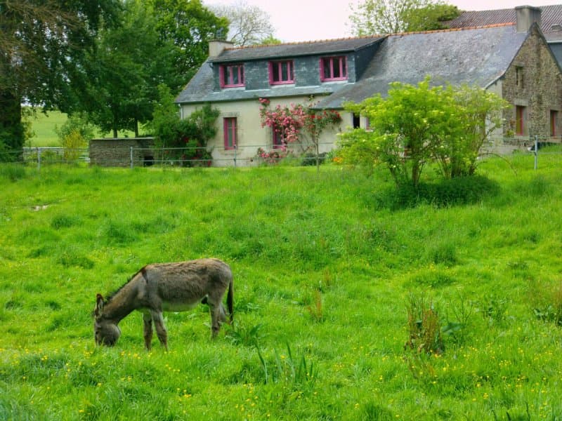 Les Anes Sont Dans le Pré