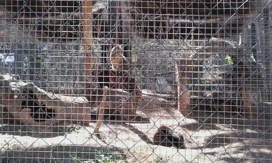Guadalajara Zoo