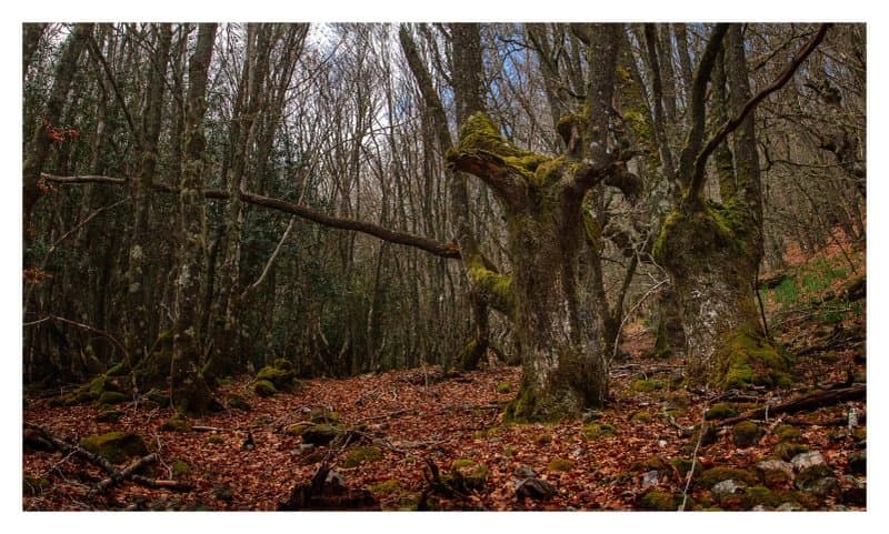 Bosque De Pardomino
