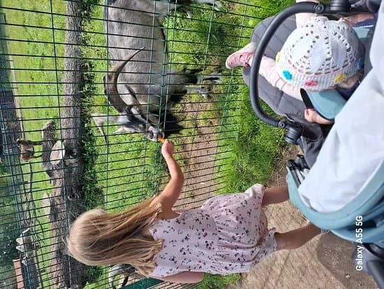 Mini Zoo