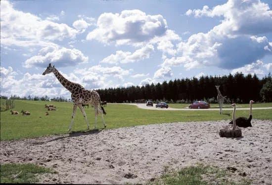 Givskud Zoo Zootopia