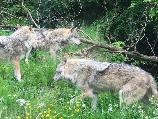 Wildpark Bruderhaus