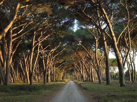 Parco Regionale Migliarino San Rossore Massaciuccoli