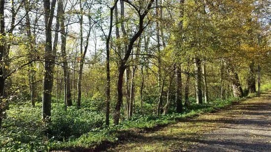 Choupal National Forest