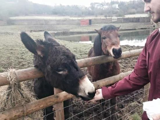 Brockswood Animal Sanctuary