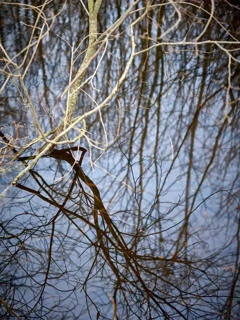 Beaver Trail