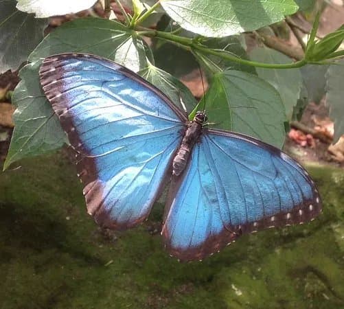 Stratford Butterfly Farm