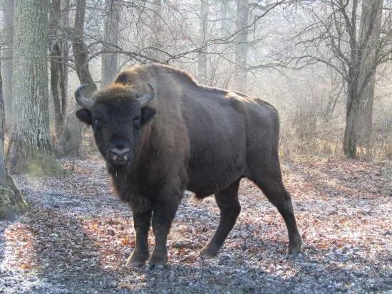 Neagra Bison Reservation