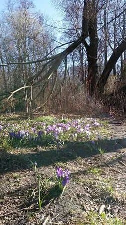 Volkspark Jungfernheide