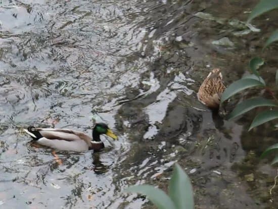 Roggia Vettabbia