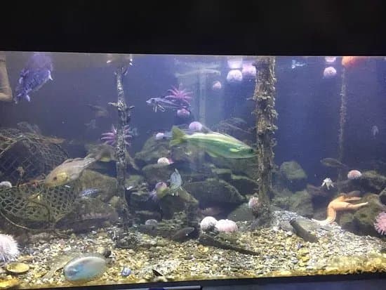 Drobak Akvarium - Oslofjorden Marinbiologiske Senter
