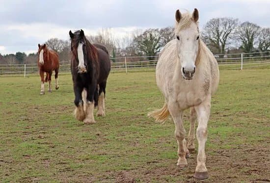Redwings Caldecott