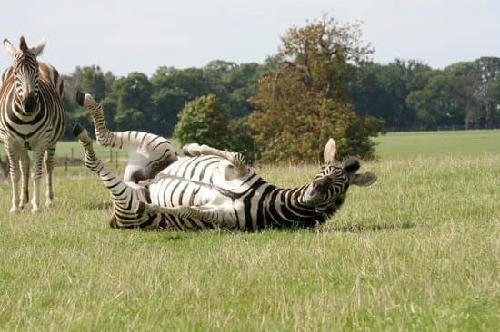Woburn Safari Park