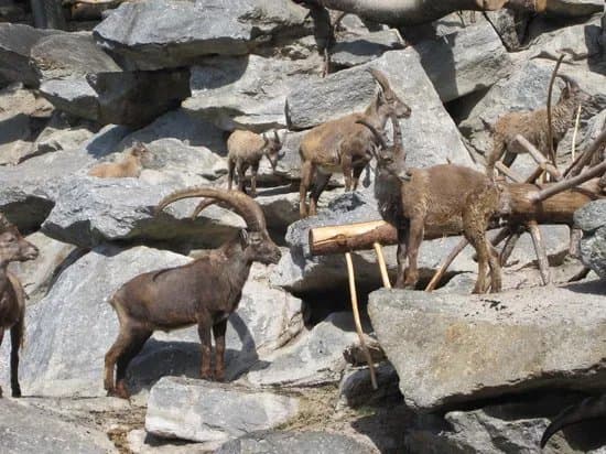 Alpenzoo