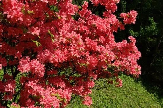 Azalea Valley