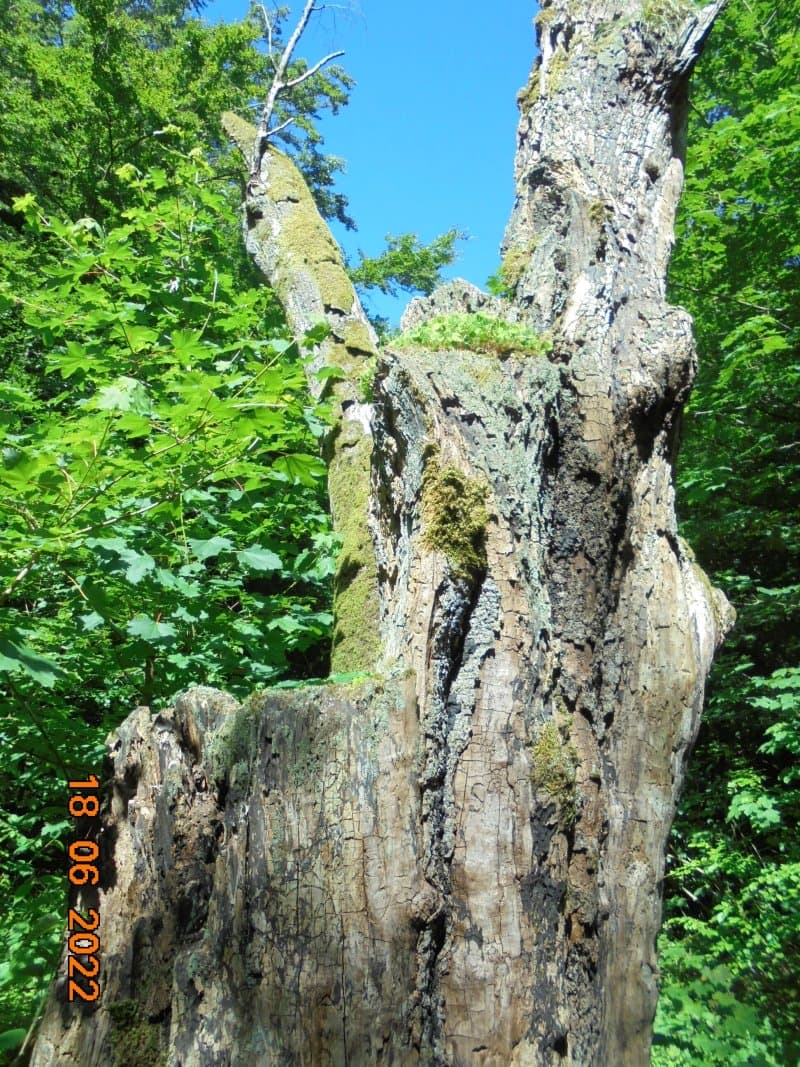 Dronninglund Storskov