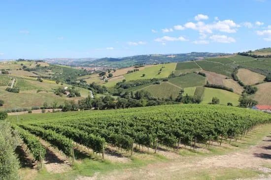 Sartarelli Winery