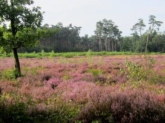 Landschap de Liereman