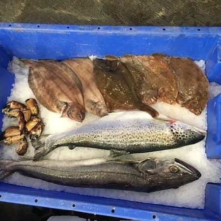 Hvide Sande Fiskeauktion