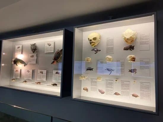 Innia-Lara Turtle Museum and Educational Center