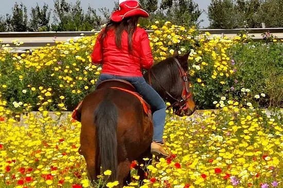 Family Horses 373-5361953