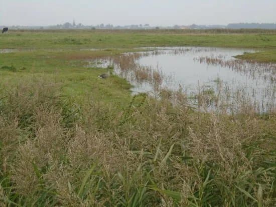 Uitkerkse Polder
