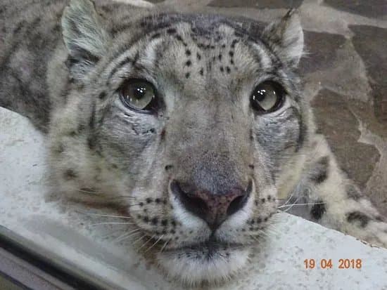 Zoo de Servion