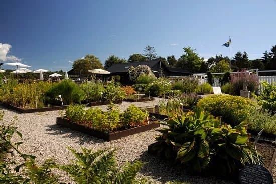 Krysmyntagarden