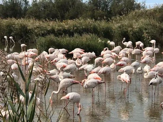 Parc naturel regional de Camargue
