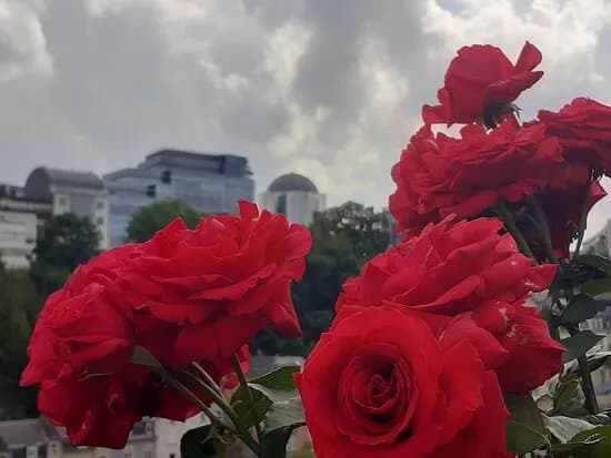 Rose Garden