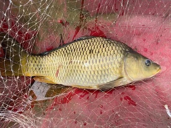 Feldioara Fishing Lake.