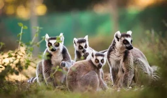 Zoo De Labenne