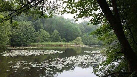 Foret Domaniale de Meudon