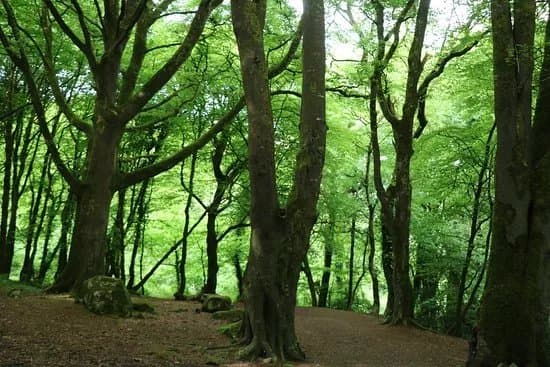 Barna Woods