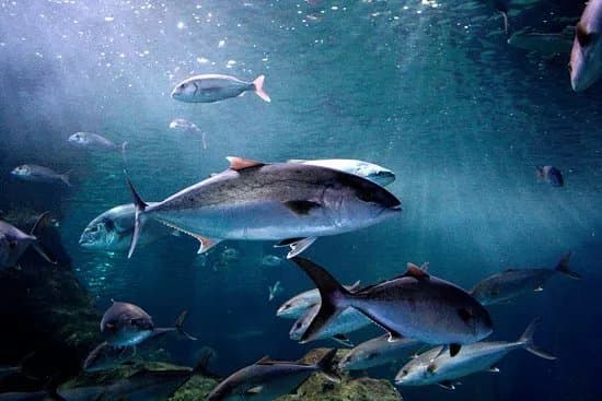 Aquarium Costa De Almeria