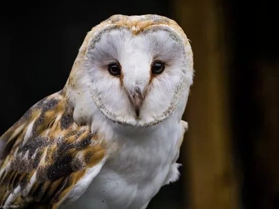 Mayfield Birds of Prey