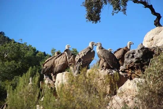 Observatorio De Aves Mas De Bunyol