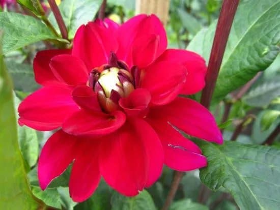 Botanisches Garten des Universitaets