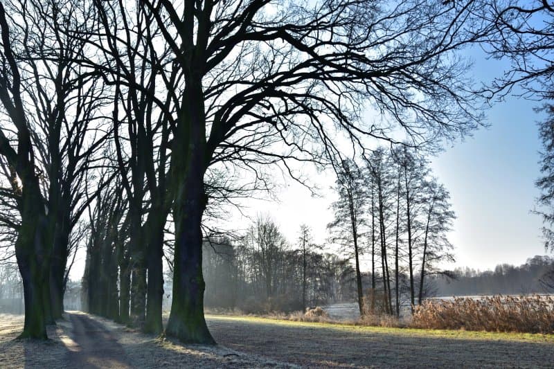 Eichenalle Lehnin
