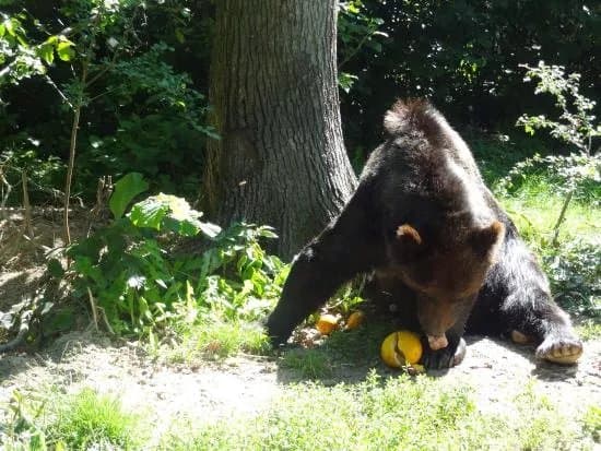 Libearty Bear Sanctuary Zarnesti