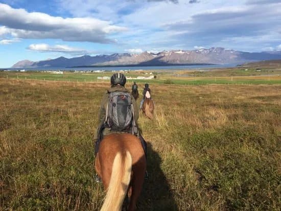Tvistur Horse Rental