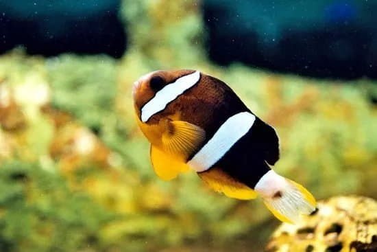 LE ROC des Curiosites - Musee & Aquarium