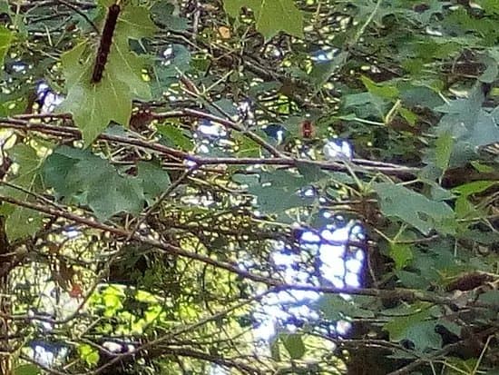 Foret de Bouconne