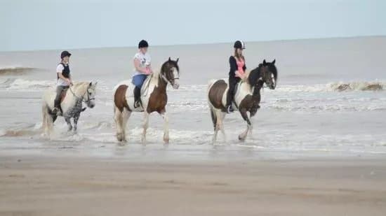 Orchard Farm Equestrian