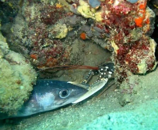 Piran Divers