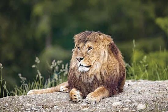 Walter Zoo
