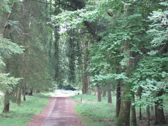 Portumna Forest Park