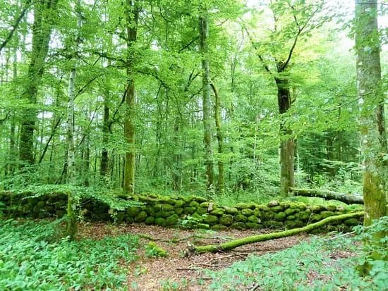 Natureserve Mollungen
